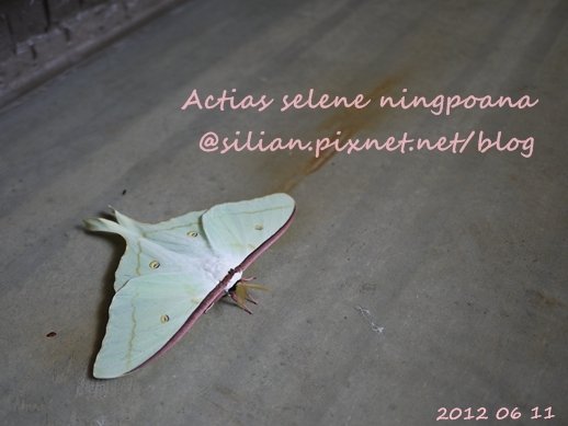 Actias selene ningpoana 長尾水青蛾