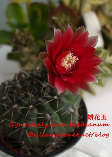 Gymnocalycium baldianum 20120617 150316