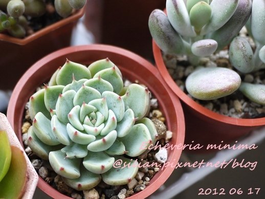 Echeveria &apos;SITIFUKUMIAMA&apos; / 七福美尼