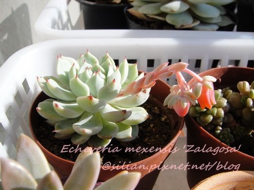 2009/4/10 跟Echeveria Lola一樣，本來以為是長側芽，結果原來是長花莖了~