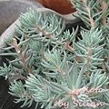 Sedum reflexum / 逆弁慶草 / レフレクサム 