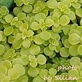 Sedum makinoi &apos;Aurea&apos; / Sedum makinoi &apos;Ogon&apos; / 黃金丸葉萬年草 / 黄金マルバ / 黄金丸葉万年草