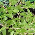 Sedum sarmentosum / 蔓萬年草 / ツル万年草 / 蔓万年草