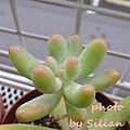 Sedum &apos;KOIGOKORO&apos; / Sedum pachyphyllum &apos;Nejedly&apos; ?? / 戀心 / 恋心 / こいごころ