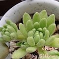 Sedum hirsutum ssp.baeticum Winklerii / Sedum winkleri / セダム バエチクム / ウィンクレリー / ウインクレリー