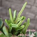 Crassula lycopodioides var. pseudolycopodioides / 若綠 / 若緑