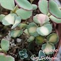 Sedum sieboldii variegatum / Hylotelephium sieboldii variegatum / 玉之緒錦 / 斑入りミセバヤ / 玉の尾 / 玉の緒