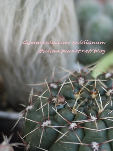 Gymnocalycium baldianum / 緋花玉 / ヒカ玉