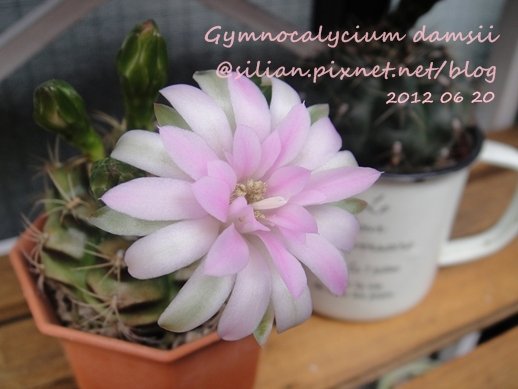 Gymnocalycium damsii / 麗蛇丸