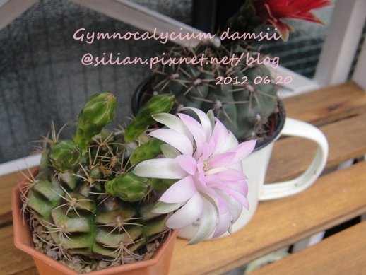 Gymnocalycium damsii / 麗蛇丸