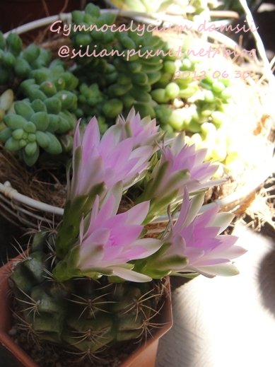 Gymnocalycium damsii / 麗蛇丸