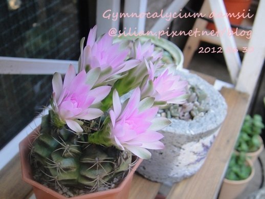 Gymnocalycium damsii / 麗蛇丸