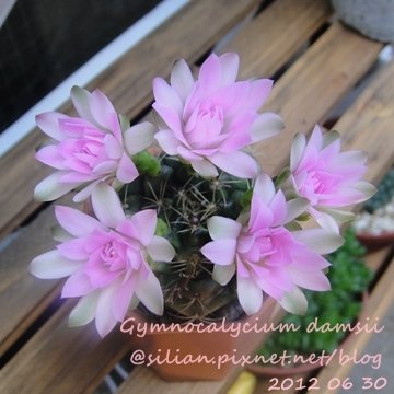 Gymnocalycium damsii / 麗蛇丸