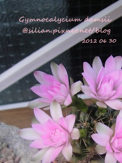 Gymnocalycium damsii / 麗蛇丸