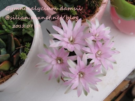 Gymnocalycium damsii / 麗蛇丸