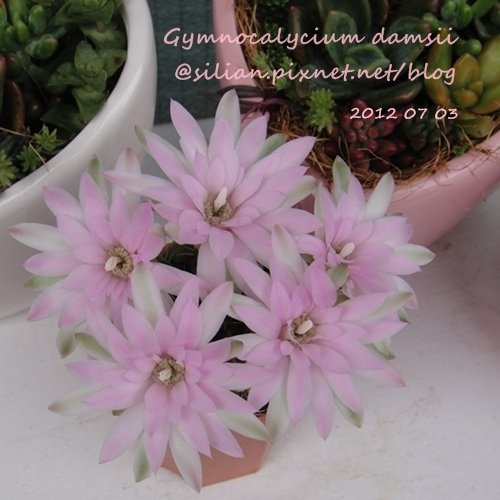 Gymnocalycium damsii / 麗蛇丸