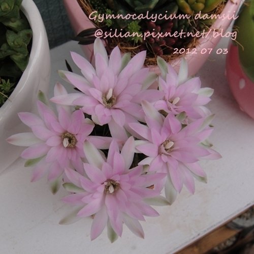 Gymnocalycium damsii / 麗蛇丸