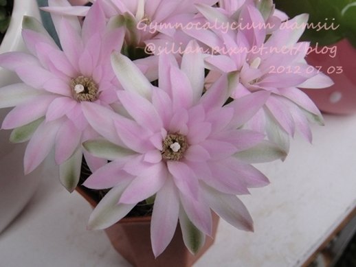 Gymnocalycium damsii / 麗蛇丸