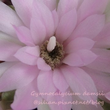 Gymnocalycium damsii / 麗蛇丸