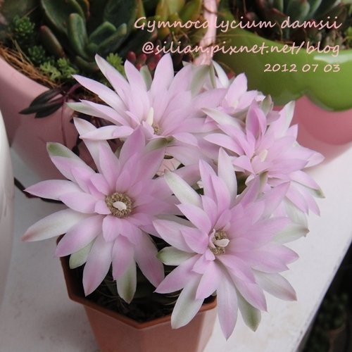 Gymnocalycium damsii / 麗蛇丸