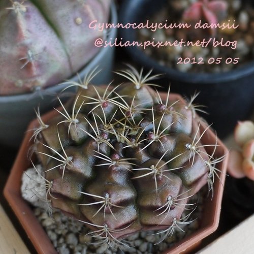 Gymnocalycium damsii / 麗蛇丸