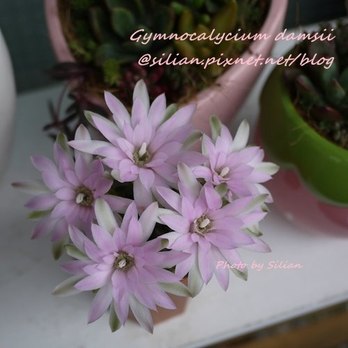 Gymnocalycium damsii / 麗蛇丸