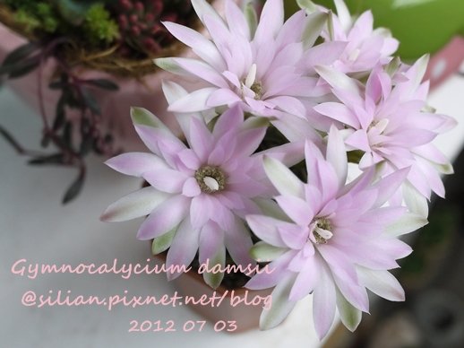 Gymnocalycium damsii / 麗蛇丸