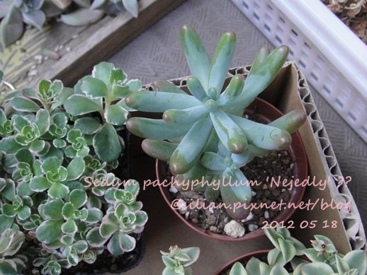 Sedum &apos;KOIGOKORO&apos; / Sedum pachyphyllum &apos;Nejedly&apos; ?? / 戀心 / 恋心