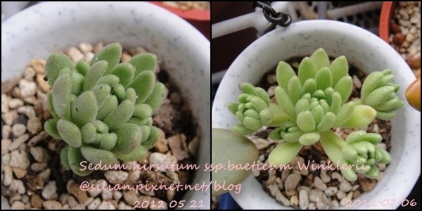 Sedum hirsutum ssp.baeticum Winklerii / Sedum winkleri / セダム バエチクム / ウィンクレリー / ウインクレリー