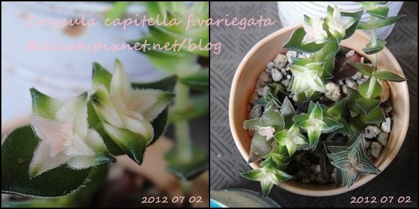 Crassula capitella f.variegata / 茜之塔錦 / 暁の峰 / 茜の塔錦 / 茜の峰