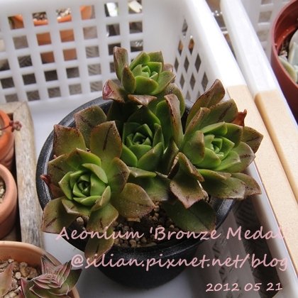 Aeonium &apos;Bronze Medal&apos; / 斑葉法師 / 伊達法師