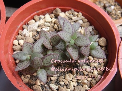 Crassula volkensii / 雨心 / ヴォルケンシー / ボルケンシー