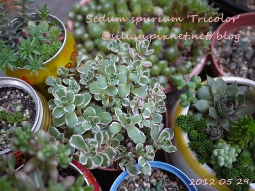 Sedum spurium &apos;Tricolor&apos; / 五色葉ミセバヤ / トリカラー