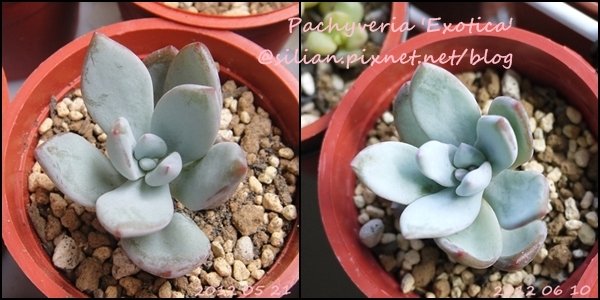 Pachyveria &apos;Exotica&apos; / 霜之朝 / 霜の朝