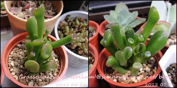 Crassula ovata &apos;Gollum&apos; / Crassula portulacea &apos;Gollum&apos; / 筒狀花月 / 史瑞克耳朵 / ゴーラム / 宇宙の木