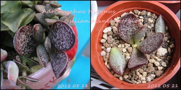 Adromischus trigynus / 姫御所錦 / トリギヌス / トリギナス