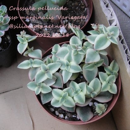 Crassula pellucida ssp marginalis &apos;Variegata&apos; / 粉紅十字錦 / ペルシダ / 江戸小町錦 / マルギナリス