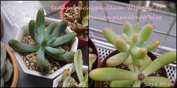 Sedum &apos;KOIGOKORO&apos; / Sedum pachyphyllum &apos;Nejedly&apos; ?? / 戀心 / 恋心