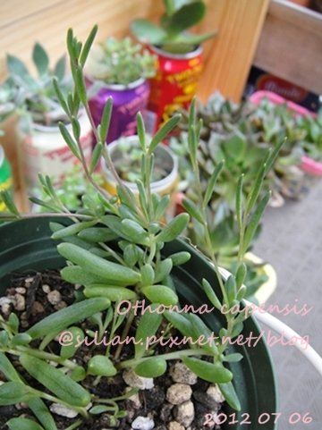 Othonna capensis (=O.crassifolia) / Othonna capensis &apos;Little Pickles&apos; / 黃花新月 / カペンシス