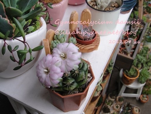 Gymnocalycium damsii / 麗蛇丸