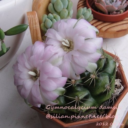 Gymnocalycium damsii / 麗蛇丸