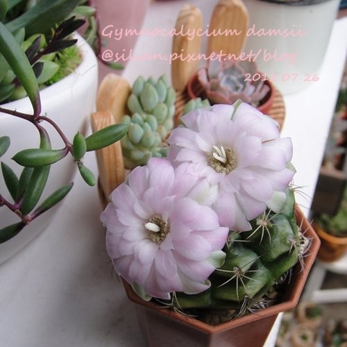 Gymnocalycium damsii / 麗蛇丸