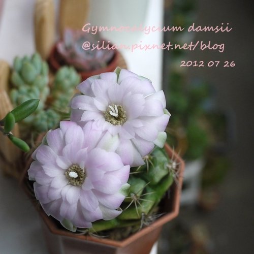 Gymnocalycium damsii / 麗蛇丸