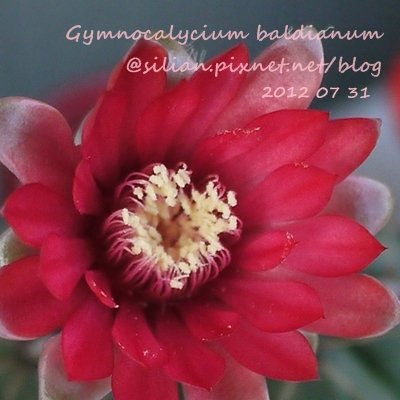 Gymnocalycium baldianum / 緋花玉 / ヒカ玉