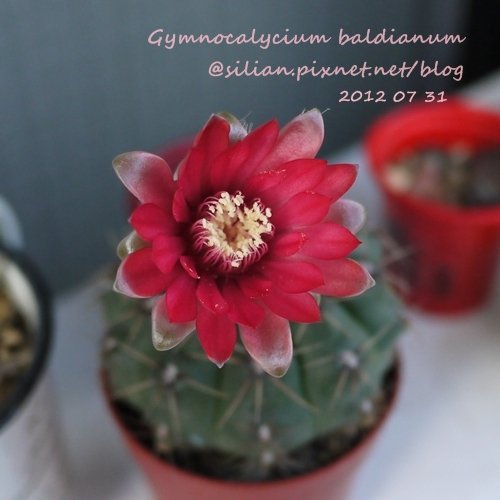 Gymnocalycium baldianum / 緋花玉 / ヒカ玉