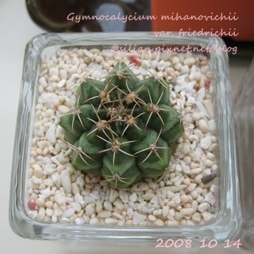 Gymnocalycium mihanovichii var. friedrichii / 牡丹玉