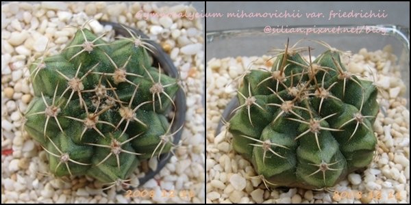 Gymnocalycium mihanovichii var. friedrichii / 牡丹玉