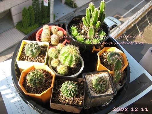 Gymnocalycium mihanovichii var. friedrichii / 牡丹玉