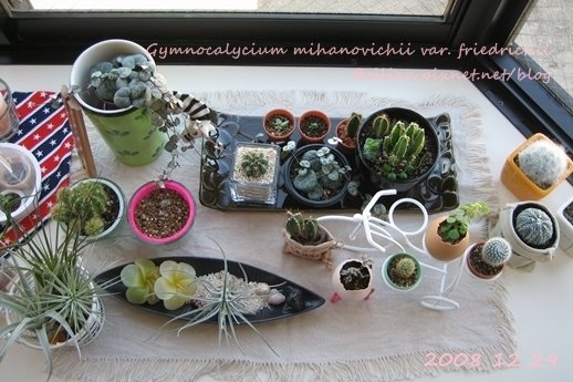 Gymnocalycium mihanovichii var. friedrichii / 牡丹玉