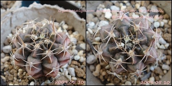 Gymnocalycium mihanovichii var. friedrichii / 牡丹玉